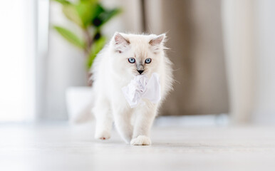 Ragdoll cat in light room