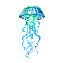 Blue Ocean Water Jellyfish, Isolated, Hand Drawn Watercolor Illustration On White Background