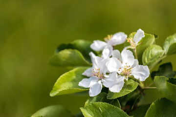 Aufkleber - white apple blossoms in nature in summer