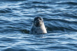 Ringed seal in the Arctic