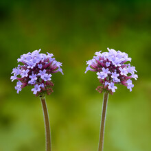Two Purple Verbena Bonariensis Flowers Blooming
