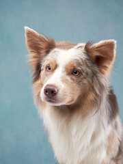 Wall Mural - portrait of a dog on a blue background. marble border collie in studio