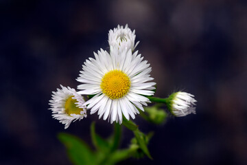 Sticker - Annual fleabane, daisy fleabane // Feinstrahl, Einjähriges Berufkraut (Erigeron annuus)