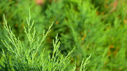 Wall Mural - 4K: twig with needles of evergreen conifers or juniper tree on bright summer day against background of blurred needles: a place for text, a background for gardening, an informational video for farm