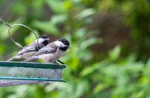 Two Black Capped Chickadees Sitting On A Feeding Tray 
