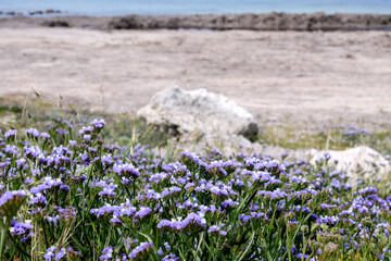 Wall Mural - flowers in the field