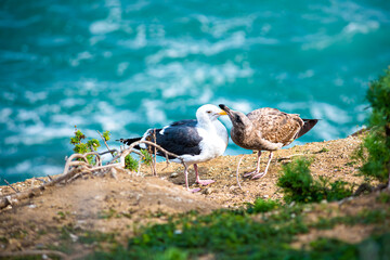 Two different seagulls, white and brown, playing grooming showing affection on a cliff by the ocean in La Jolla cove, San Diego, California