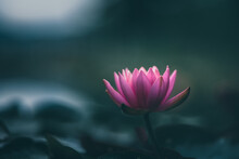 Pink Lotus Flower Or Waterlily In Water