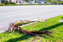 Hollywood, Florida Broward County North Miami Beach With Sidewalk Street Road By Houses Near The Beach And Fallen Palm Tree Branch Leaf From Hurricane