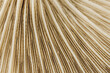 © ADDICTIVE STOCK - Closeup of white mushroom gills