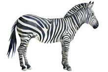 Zebra, Animal Watercolor Illustration, White Background.