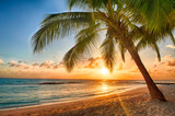 Fototapeta Mapy - Beautiful vivid sunset over the coco palm in Barbados