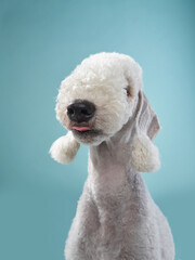 White Bedlington terrier. Charming pet in studio on a blue background. funny dog