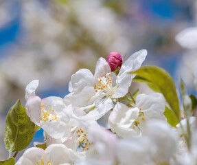 Wall Mural - Flowering apple tree with white blossoms