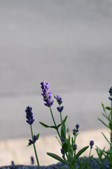 Sticker - Lavendel mit Blütenansatz in Pflanzsteinen