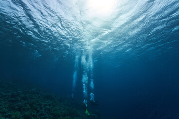 Wall Mural - underwater view of the world