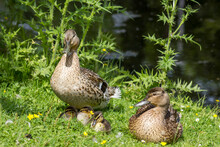 Mallard Ducks With Small Ducklings In The Grass