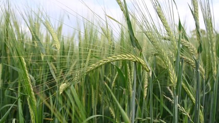 Wall Mural - Barley ear moves easily in summer wind - Agriculture and arable farming.