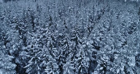 Wall Mural - Aerial view of the snow covered forest winter landscape. Flying over frozen forest in snowy day. Drone footage.