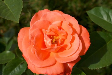 A close up of a rose flower