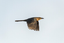 Great-tailed Grackle Quiscalus Mexicanus Female In Flight