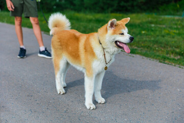 Akita Inu dog sits on a gray asphalt road near to a green lawn