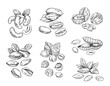 Hand drawn sketch style nuts. Pistachio, almond, walnut, pecan, cashew, hazelnut, macadamia and brazilian nut. Vector doodle illustrations. Black outline isolated