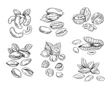 Hand Drawn Sketch Style Nuts. Pistachio, Almond, Walnut, Pecan, Cashew, Hazelnut, Macadamia And Brazilian Nut. Vector Doodle Illustrations. Black Outline Isolated