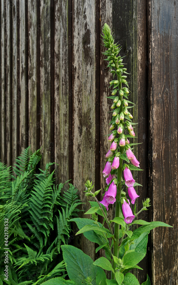 Beautiful foxglove and fern in front of a wooden barn on a sunny day - obrazy, fototapety, plakaty 