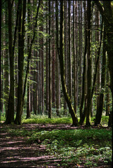 Poster - Path meandering through a forest with light and shadows