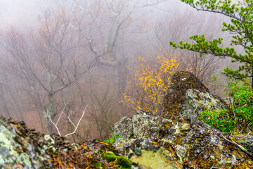 Closeup of lichen on rocks and fall autumn season yellow tree foliage on Cedar Cliffs hiking trail in Wintergreen Virginia on Blue Ridge Appalachian mountains in Rockfish valley