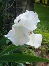 A White Bearded Iris In The Sunshine
