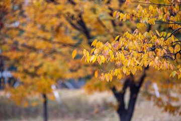 autumn leaves in the forest