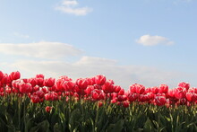 A Long Row Red Tulips With Green Leaves In A Dutch Bulb Field In Springtime With A Blue Sky Above