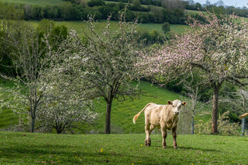 Fotomurales - Animal ferme vache 531