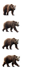 Wall Mural - set of brown bear over white background. vertical frame.