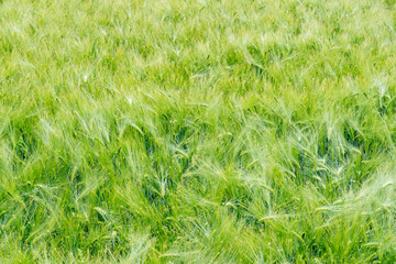 Wall Mural - field of growing green barley with many spikelets close up