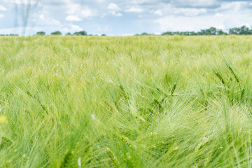 Wall Mural - field of growing green barley with many spikelets close up