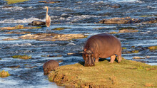 African Wildlife Scene With Hippopotamus And Calf Grazing On A River Bank And A Crocodile And Goliath Heron In The Background