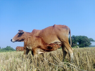 A cow feeding a calf in a rural paddy field in a Asian village.