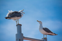 Two Arguing Seagulls On Top Of A Lamp Post Against The Blue Sky