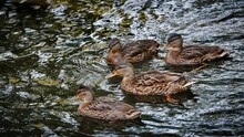 Four Brown Ducks Swim In The River