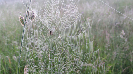 a large spider web with a spider