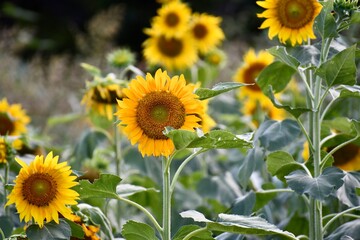 sunflower field in summer