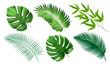 © moleks - Tropical exotic leaves. Realistic jungle leaves isolated on white background. Collection of palm leaves.