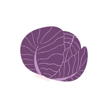 Red Cabbage. Flat Hand Drawn Textured Illustration Of Purple Head Of Cabbage.
