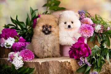 two spitz and flowers peonies