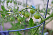 Young cherry tomato on vine in the garden