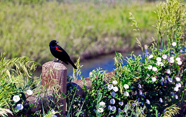 Red-winged blackbird at a Boulder, Colorado nature preserve