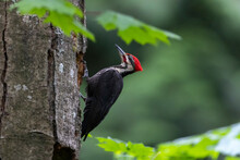 Pileated Woodpecker Bird